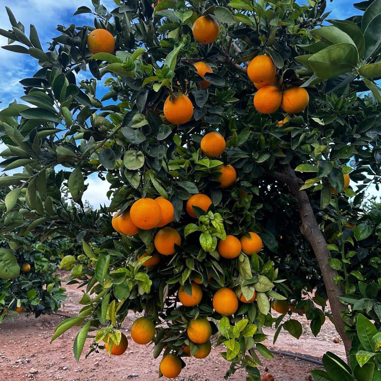 š³ Apadrina un Naranjo: Tu Ćrbol, Tu Fruta !!
