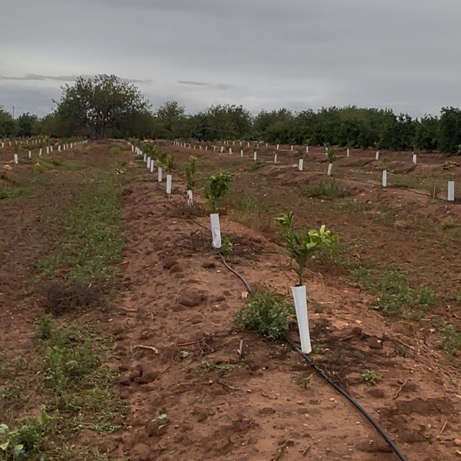 š³ Apadrina un Naranjo: Tu Ćrbol, Tu Fruta !!